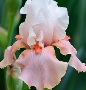 Sugar Magnolia Bearded Iris