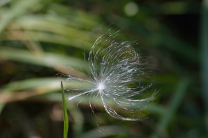 Milkweed Seed clinging to blade of grass - Third Place Winner 2023