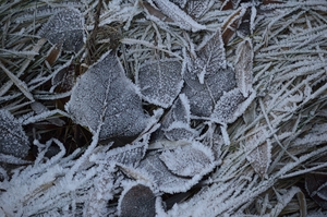 First Frost Fallen Leaves