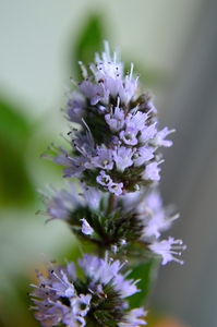 Peppermint Flowers Macro