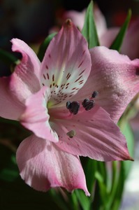 Peruvian lily - Lily of the Incas - Alstroemeria