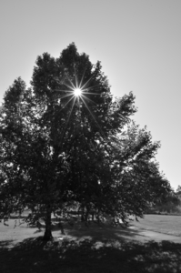 Starburst Tree