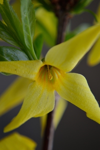 Forsythia Intermedia - Lynwood Gold -Macro