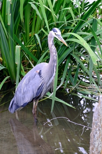 Blue heron standing in a pond