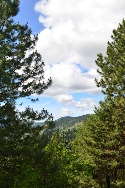 Banks Idaho hills framed by tall pines by Michelle K Wood