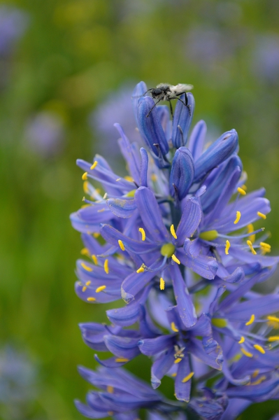 Blue Camas Lily with Bee by Michelle K Wood