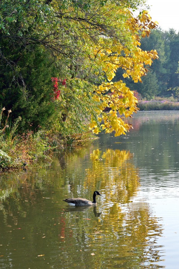 Canadian Goose Autumn Pond Reflections by Michelle K Wood
