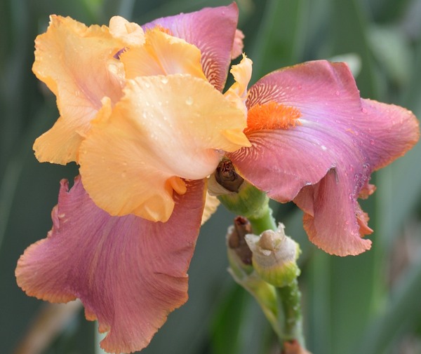 Adobe Rose Bearded Iris by Michelle K Wood