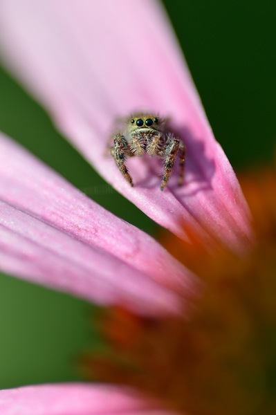 Gray spider on purple coneflower  Print