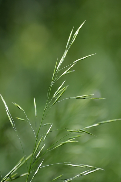 Tall Green Grasses Meadow by Michelle K Wood