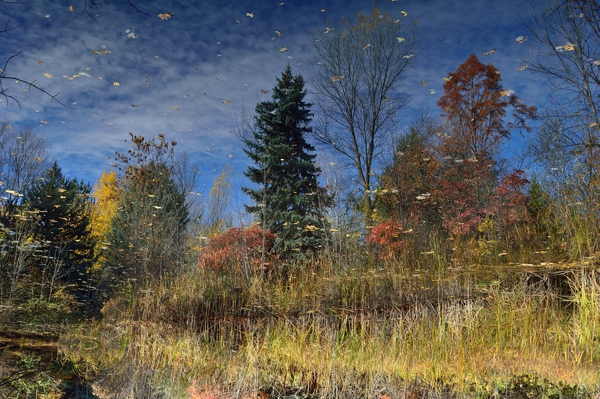Magical Fall Colors  Print