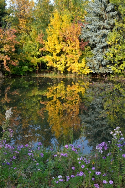 Reflections fall colors with purple and white asters by Michelle K Wood