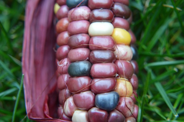 Jewel Corn 2 Print