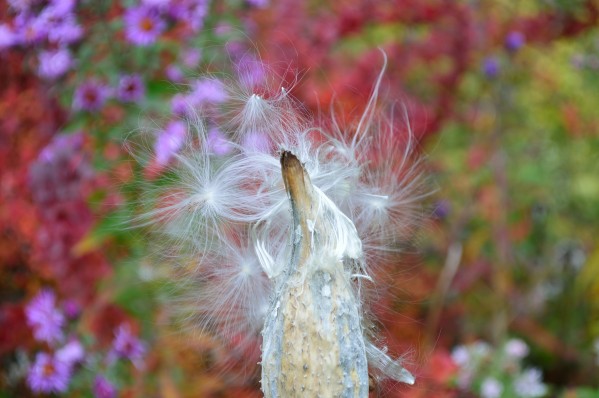 Milkweed Seeds Print