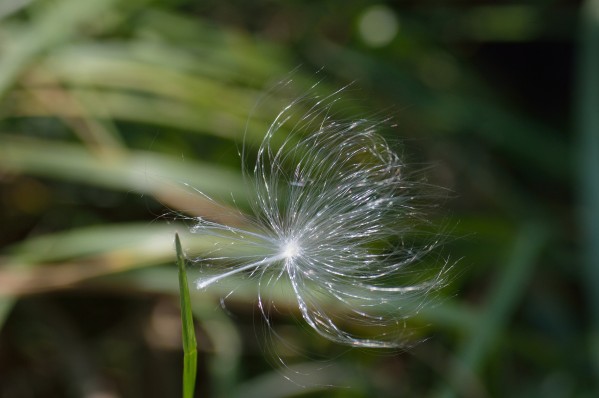 Milkweed Seed clinging to blade of grass - Third Place Winner 2023 Print