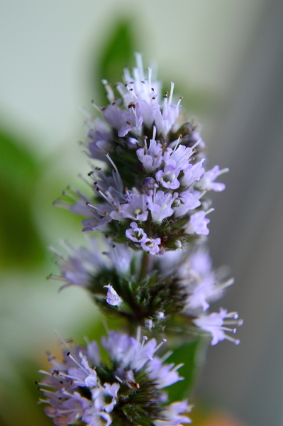 Peppermint Flowers Macro by Michelle K Wood