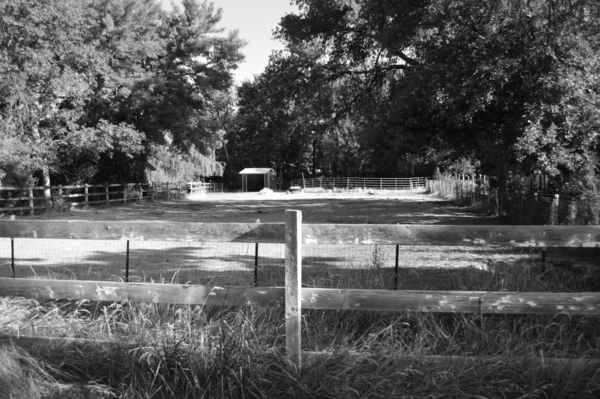 Shady Pasture by Michelle K Wood