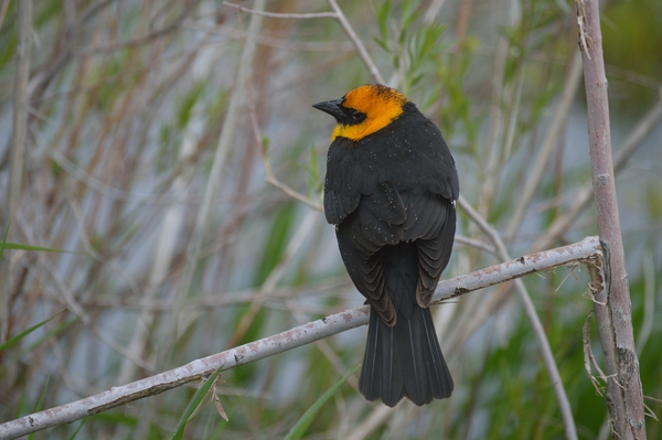 Yellow Headed Blackbird  Print