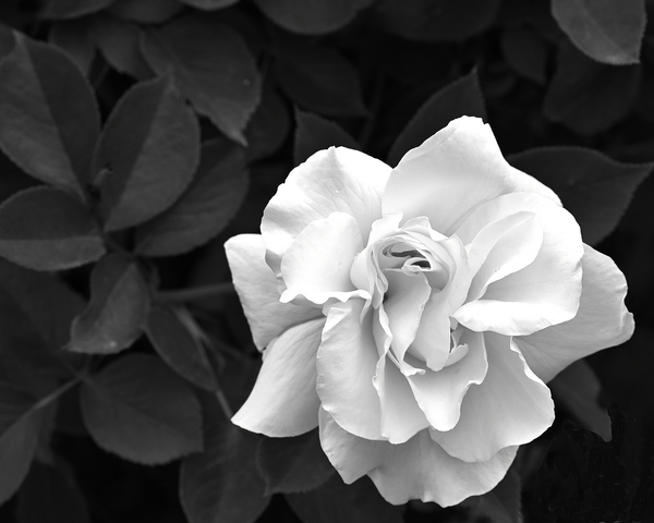 Elegant White Rose in Monochrome  Print