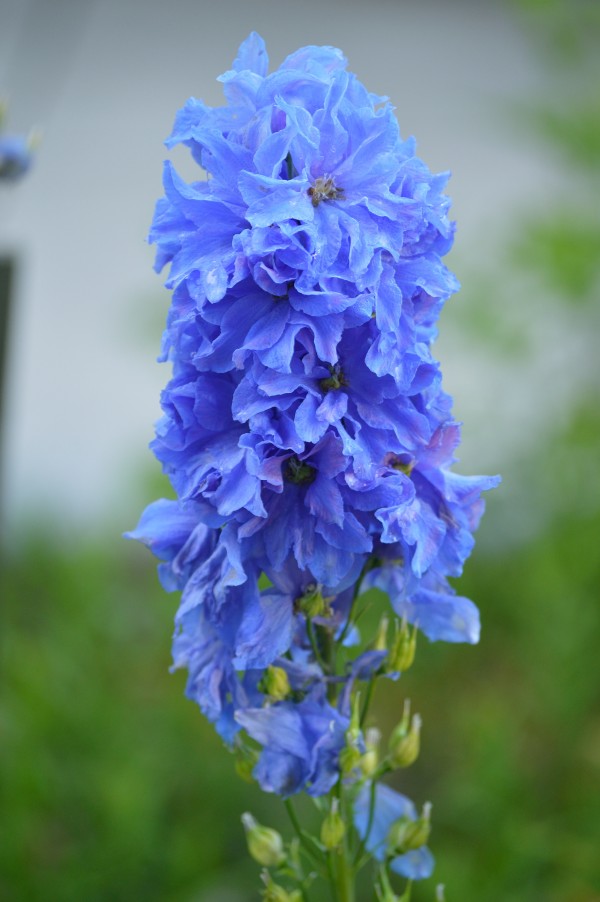 Blue Delphinium - Pacific Giant Print