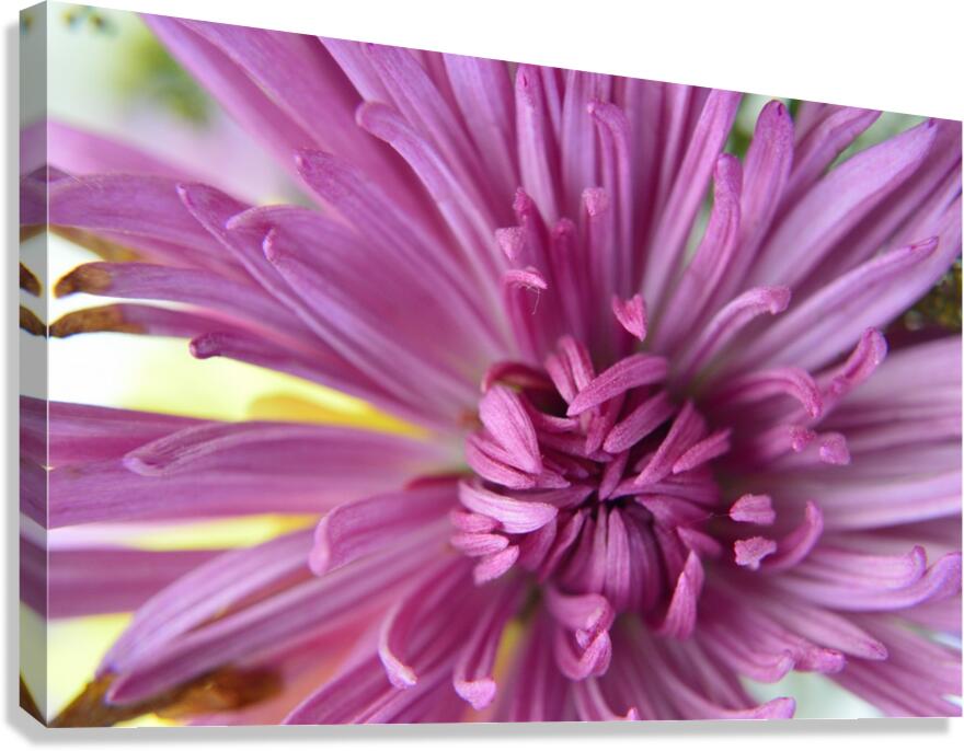 Fuscia-Colored Aster Canvas Print
