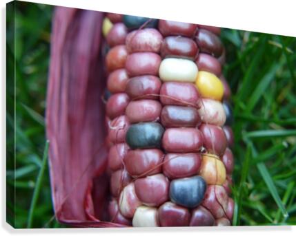Jewel Corn 2 Canvas Print