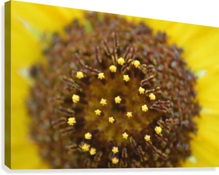 Sunflower Stars Canvas Print