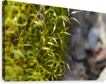 Green Moss Canvas Print