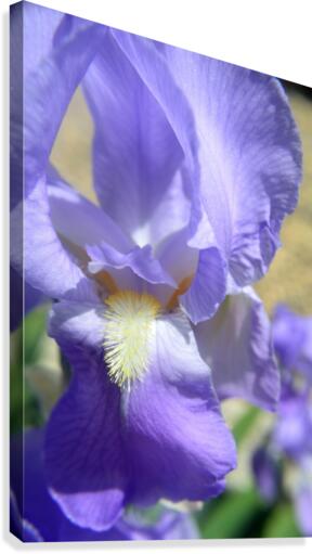 Light Purple Bearded Iris Canvas Print