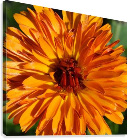 Orange Calendula Flower Canvas Print