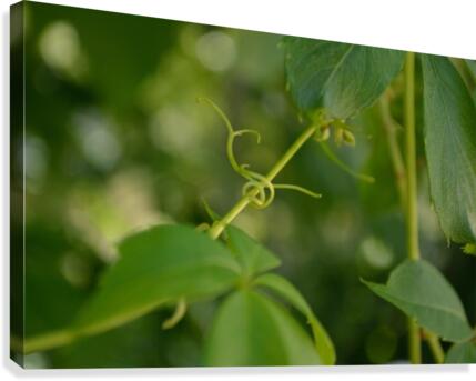 Virginia Creeper Vine Canvas Print