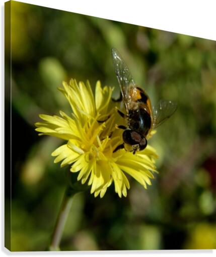 Curly Lettuce Yellow Flower with Bee  Canvas Print
