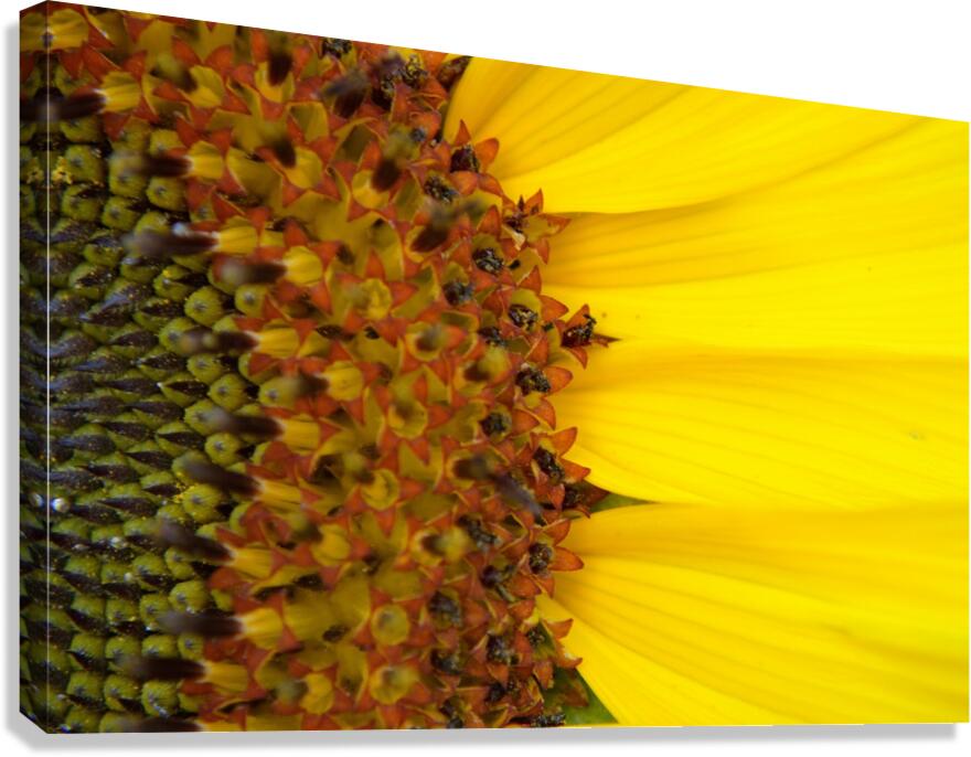 Sunflower American Giant variety macro  Canvas Print