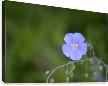 Perennial Blue Flax Wildflower - Linum Perenne  Canvas Print