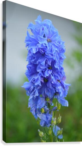 Blue Delphinium - Pacific Giant Canvas Print