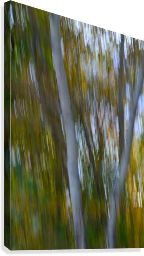 Birch Trees Autumn Canvas Print