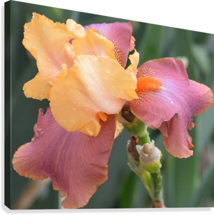 Adobe Rose Bearded Iris Canvas Print