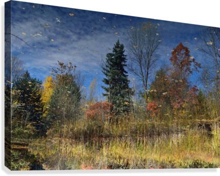 Magical Fall Colors  Canvas Print