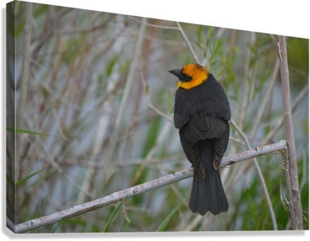 Yellow Headed Blackbird  Canvas Print