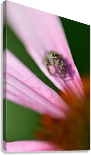 Gray spider on purple coneflower  Canvas Print