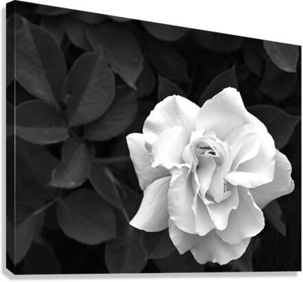 Elegant White Rose in Monochrome  Canvas Print