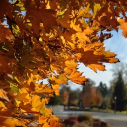 Sun Shining Through Autumn Leaves