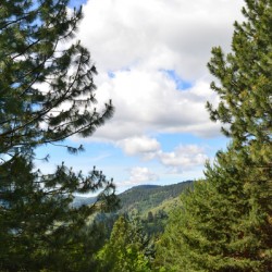 Banks Idaho hills framed by tall pines