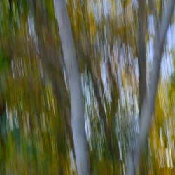 Birch Trees Autumn