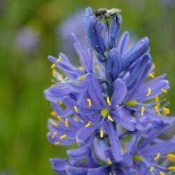 Blue Camas Lily with Bee