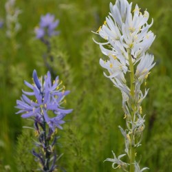 Blue and White Camas Lily with Ant