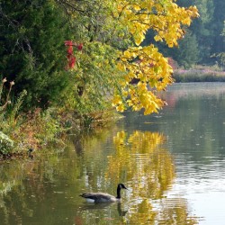 Canadian Goose Autumn Pond Reflections