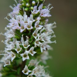 Chocolate Mint Flowers Macro