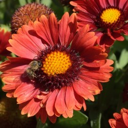 Red Gaillardia with Bee Gaillardia pulchella