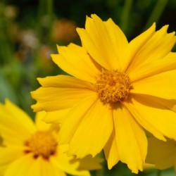 Lance-leaved Coreopsis Coreopsis lanceolata closeup